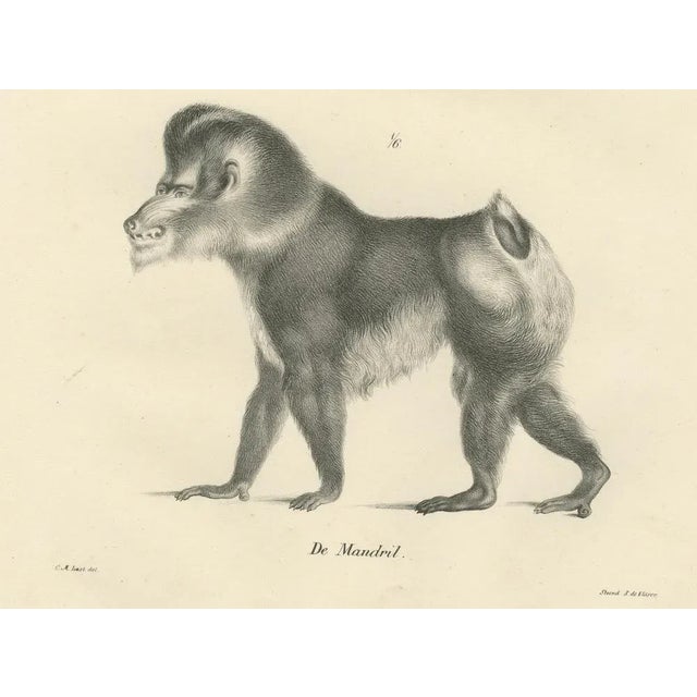 C. C. Last, Macaque, Mandrill & Dikbuik Monkeys, Lithographs, 1836, Set of 2 For Sale - Image 9 of 11