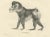 C. C. Last, Macaque, Mandrill & Dikbuik Monkeys, Lithographs, 1836, Set of 2 For Sale - Image 9 of 11