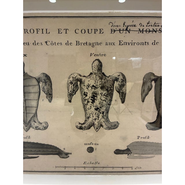 Natural Curiosities Large 1765 French Leatherback Sea Turtle Study Reproduction Print, Framed For Sale In Charlotte - Image 6 of 10