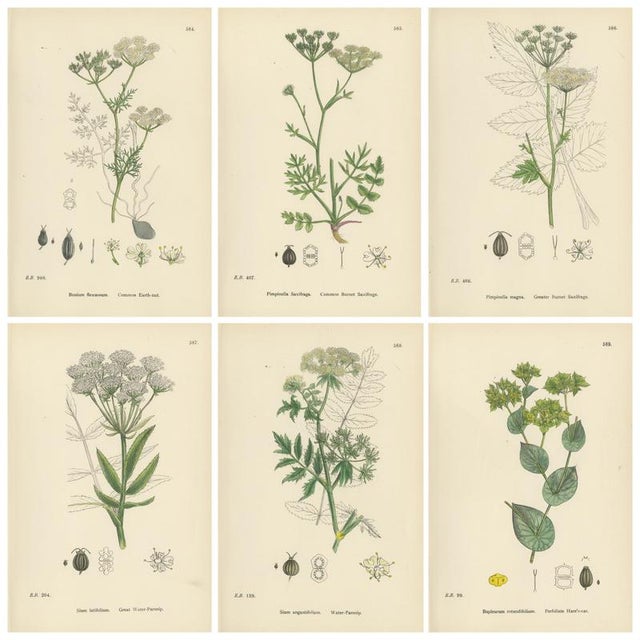 After Sowerby, English Botanical British Wildflowers, 1902, Prints, Set of 6 For Sale - Image 9 of 9