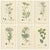After Sowerby, English Botanical British Wildflowers, 1902, Prints, Set of 6 For Sale - Image 9 of 9