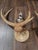 1990s Pair of Faux Antler Wall Sconces For Sale - Image 5 of 8