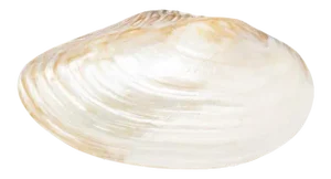Aura Pippi Cream Natural Decorative Shell