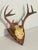 Vintage Roe Deer Antlers 8 Points on Wood Board For Sale - Image 4 of 4