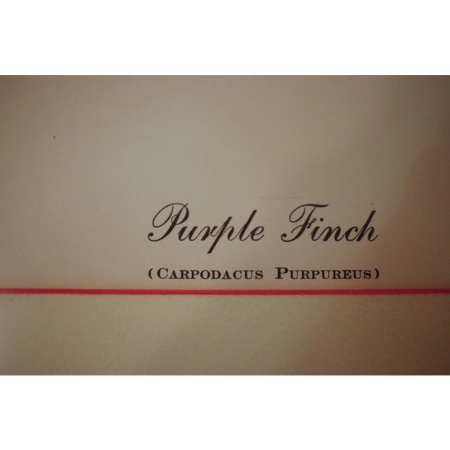 Presenting a distinguished pair of ornithological prints by renowned wildlife illustrator Arthur Singer. This curated set...