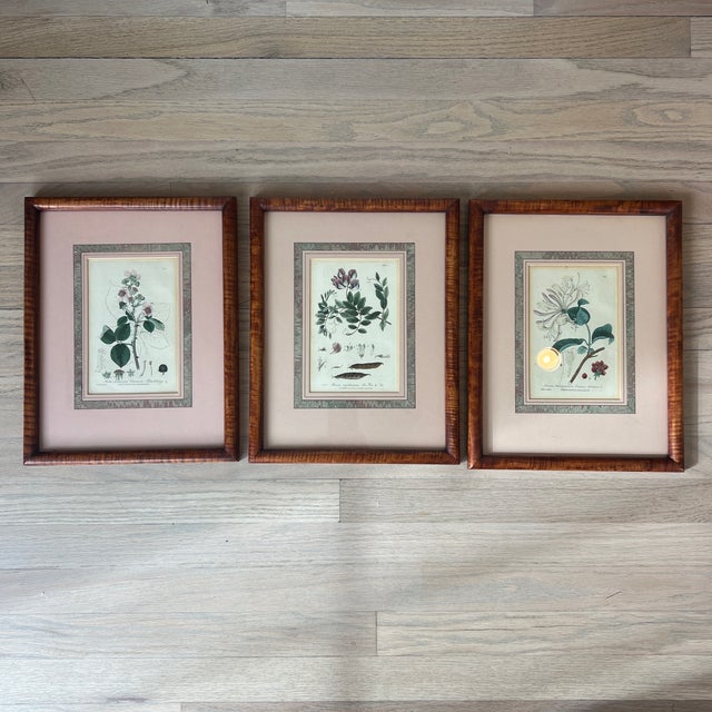 Antique 1837 English Botanical Framed Prints- Set of 3