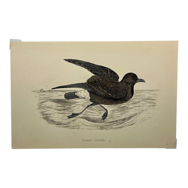 Antique Hand Tinted Bird Print From England Featuring a Brown & Black Stormy Petrel - Circa 1888 For Sale