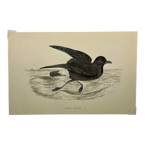 Antique Hand Tinted Bird Print From England Featuring a Brown & Black Stormy Petrel - Circa 1888