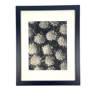 1940s Framed Botanical Blossfeldt Print - No. 120 For Sale