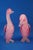 Large 20th Century Ducks in Pink Sommerso Glass by Archimede Seguso, Murano, Italy, Set of 2 For Sale - Image 11 of 18