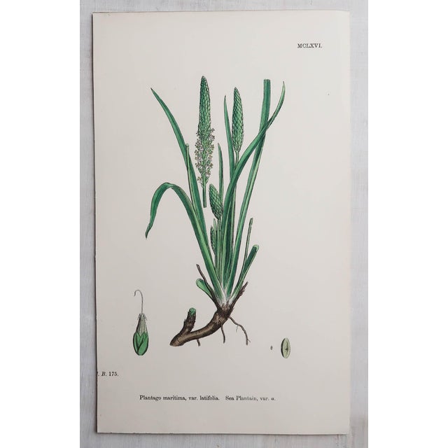 Paper After Hooker, Botanical Illustrations, Prints, 1850, Set of 16 For Sale - Image 7 of 18