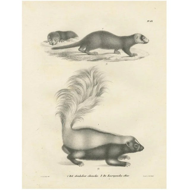 C.C. G. Zool., A Skunk and European Otter, 1836, Lithograph For Sale - Image 10 of 10