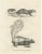 C.C. G. Zool., A Skunk and European Otter, 1836, Lithograph For Sale - Image 10 of 10
