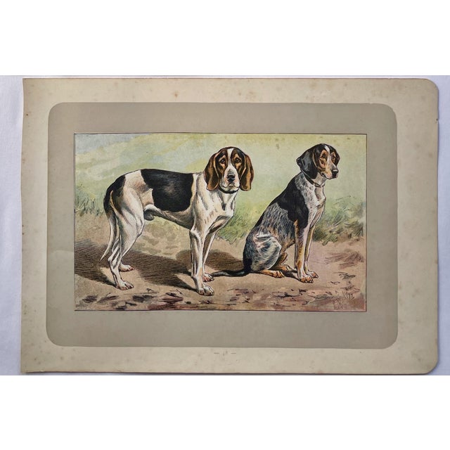 Illustration 1907 French Photogravure Prints of Hunting Dogs - Set of Two - For Sale - Image 3 of 4