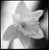 Paul Cooklin, Daffodil II, Edition of 50 For Sale - Image 4 of 4