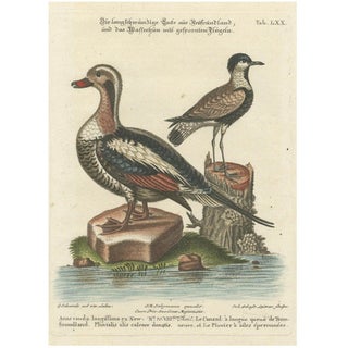 After George Edwards, Long-Tailed Duck and Spur-Winged Lapwing, 1770, Engraving For Sale