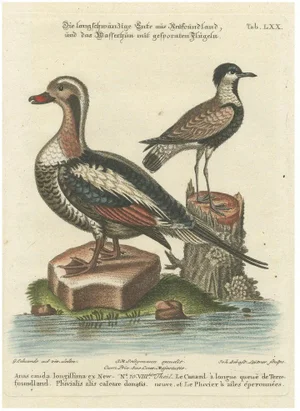 After George Edwards, Long-Tailed Duck and Spur-Winged Lapwing, 1770, Engraving