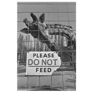 Do Not Feed the Giraffe' Unframed Archival Pigment Print For Sale