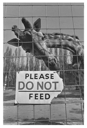 Do Not Feed the Giraffe' Unframed Archival Pigment Print