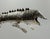 Emilia Castillo Articulated Silver-Plated Brass Lizard Sculpture, Mexico 1980's For Sale - Image 17 of 18