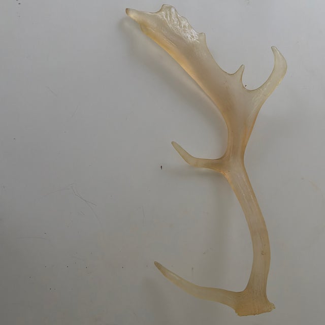 Faux Translucent Amber Deer Antler For Sale - Image 4 of 8
