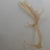 Faux Translucent Amber Deer Antler For Sale - Image 4 of 8