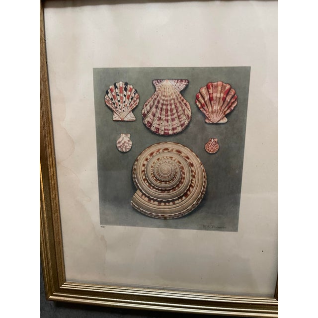 French Shell Art Lithographs- By Paul A. Robert - Set of 12 Circa 1936 For Sale In Chicago - Image 6 of 12