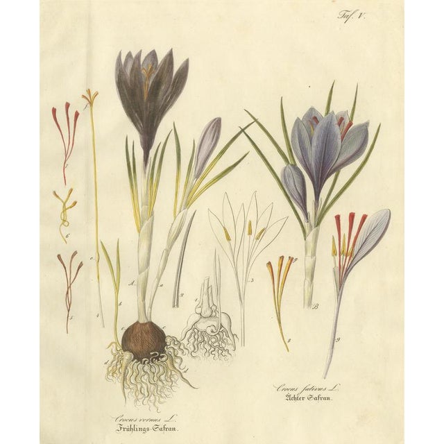 Antique Saffron Botanical Engraving, Crocus Sativus, Hand Colored : This refined botanical plate illustrates Crocus...