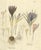Antique Saffron Botanical Engraving, Crocus Sativus, Hand Colored : This refined botanical plate illustrates Crocus...
