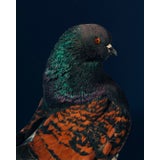 Image of Contemporary Limited Edition Black Modena Bronze Shield Pigeon by Brendan Burden (20x24") For Sale