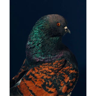 Contemporary Limited Edition Black Modena Bronze Shield Pigeon by Brendan Burden (20x24") For Sale