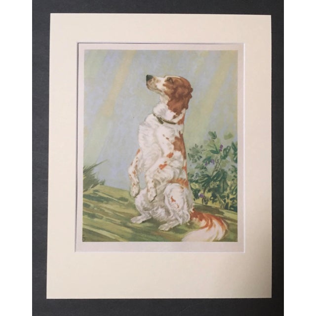 Realism Mid 20th Century "A Begging Setter" Diana Thorne Matted Dog Print For Sale - Image 3 of 3
