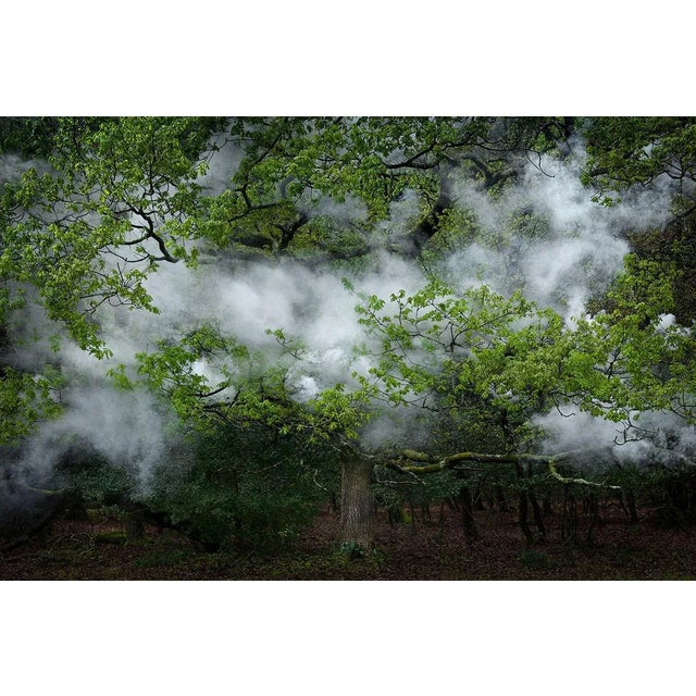 Between the Trees 12 is a Digital C-Type Print on Fuji Maxima Matte paper, available in this size in a Limited Edition of...