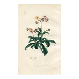 1836, Wintergreen Botanical Print, Medical Botany, Original Antique Botanical Engraving, England For Sale