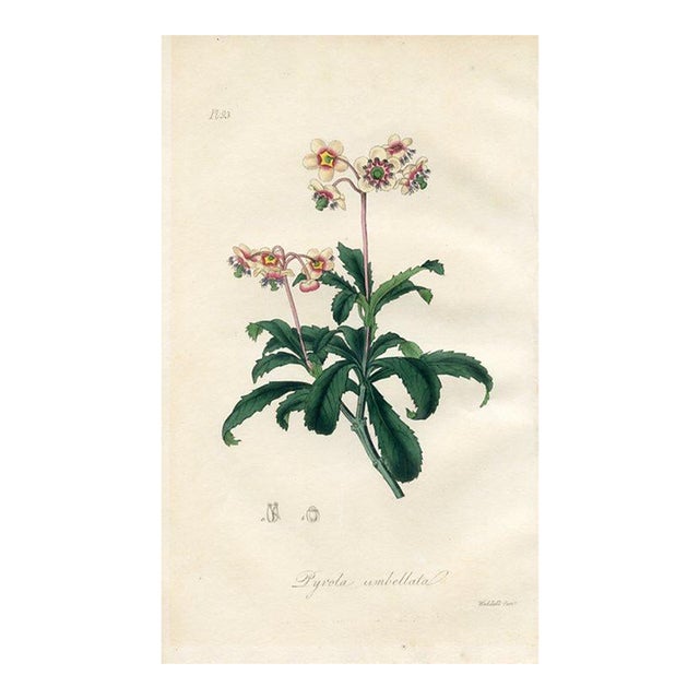 1836, Wintergreen Botanical Print, Medical Botany, Original Antique Botanical Engraving, England For Sale