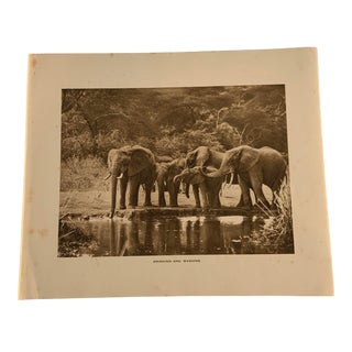 1920s African Safari Elephant Rotogravure Photograph For Sale