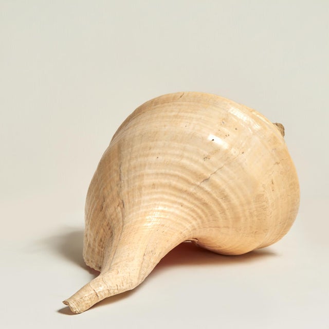 Large Syrinx Aranus Shell Specimen For Sale - Image 4 of 10