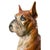 Burnt Umber Large Mid-Century Hand Painted Cast Composite Boxer Dog Sculpture For Sale - Image 8 of 10