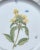 Nymphenburg Porcelain Four Nymphenburg Porcelain Botanical Plates For Sale - Image 4 of 11