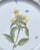 Nymphenburg Porcelain Vintage Nymphenburg Porcelain Botanical Plates – Set of Four For Sale - Image 4 of 11
