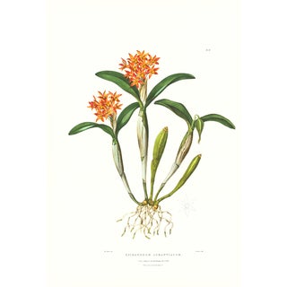 Large 1973 Orchid Flower Lithograph "Epidendrum Aurantiacum" (Orange Epidendrum) After James Bateman For Sale