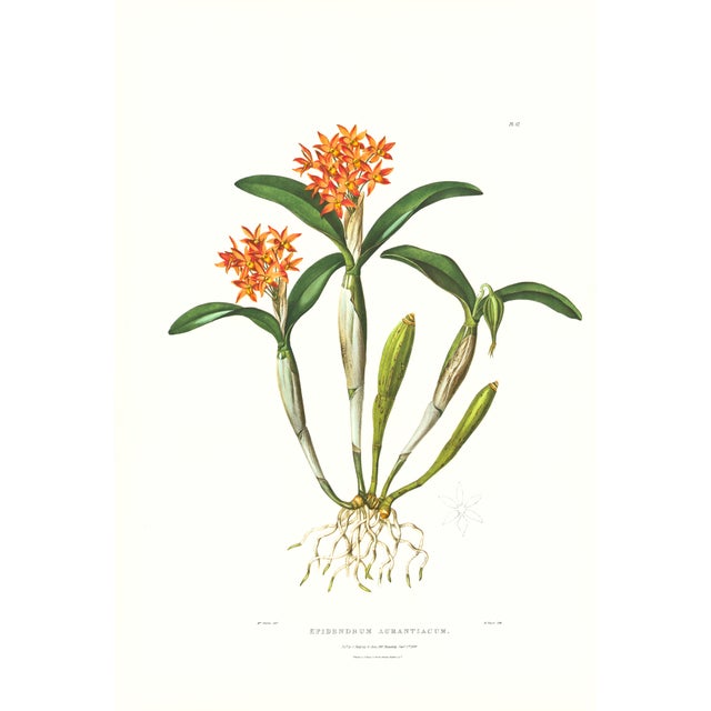 Large 1973 Orchid Flower Lithograph "Epidendrum Aurantiacum" (Orange Epidendrum) After James Bateman For Sale