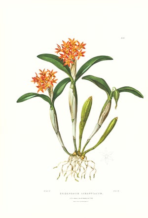 Large 1973 Orchid Flower Lithograph "Epidendrum Aurantiacum" (Orange Epidendrum) After James Bateman