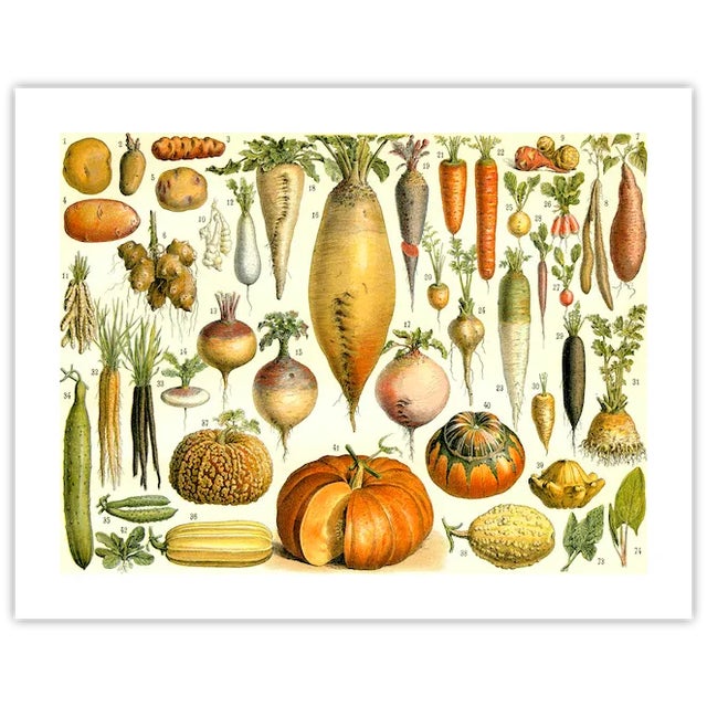 Antique 'Vegetables' Archival Print For Sale - Image 4 of 4