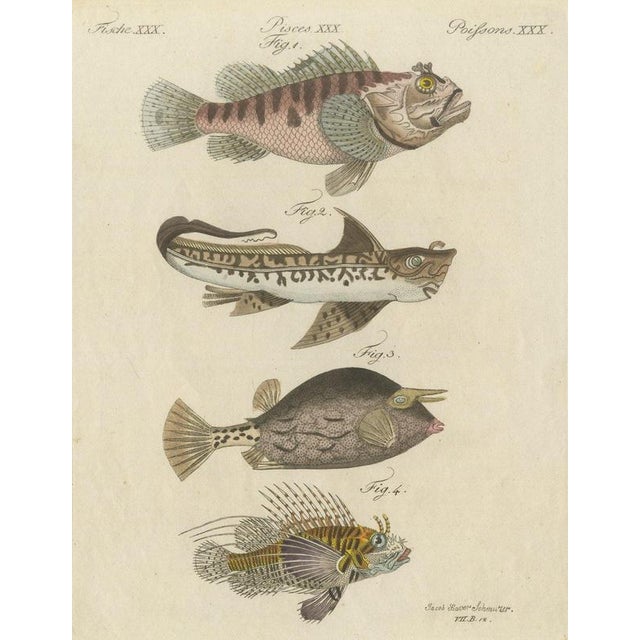Bertuch, Lionfish, Chimaera, Scorpionfish and Boxfish, 1805, Print For Sale - Image 12 of 12