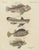 Bertuch, Lionfish, Chimaera, Scorpionfish and Boxfish, 1805, Print For Sale - Image 12 of 12