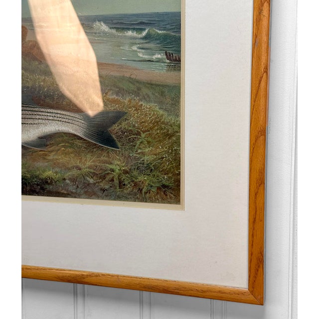 Antique Coastal Stripped Bass "Game Fishes of the Us" by Kilbourne Lithograph For Sale - Image 12 of 13