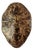 Modern Faux Hawksbill Tortoise Shell Wall Sculpture in Scagliola For Sale