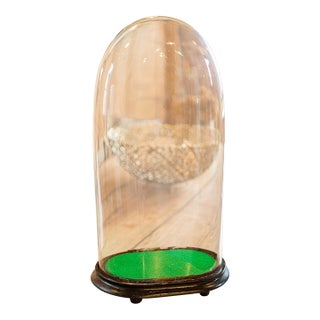 1900 Large Antique Oval Clock Dome For Sale