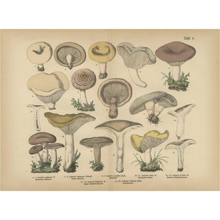 Dr. Wilhelm Fünfstück, Antique Fungi Lactarius Mushrooms Lithograph, 1885 For Sale